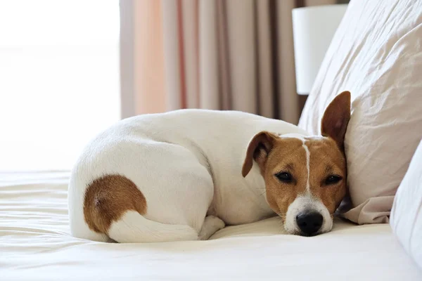 Cute Jack Russel Terrier Szczeniak Dużymi Uszami Czeka Właściciela Łóżku — Zdjęcie stockowe