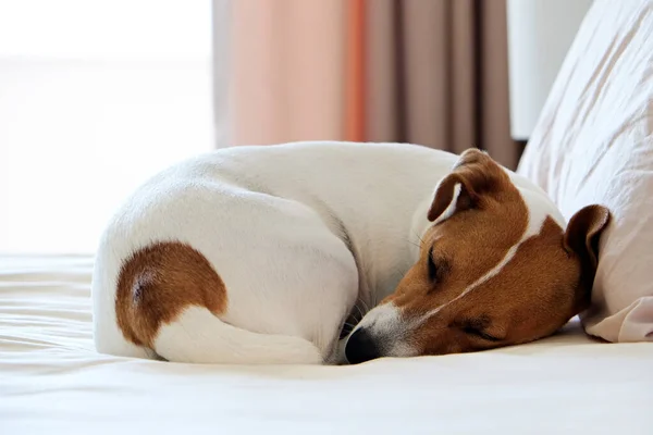 Cute Jack Russel Terrier Puppy Big Ears Waiting Owner Bed — Stock Photo, Image