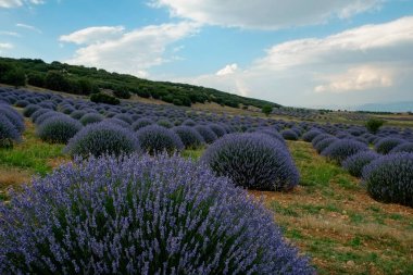 Lavanta tarlasında mor çiçek kümeleri. Güzel bir aromatik bitki çiftliği manzarası. Metin ve panoramik arkaplan için boşluk kopyala.
