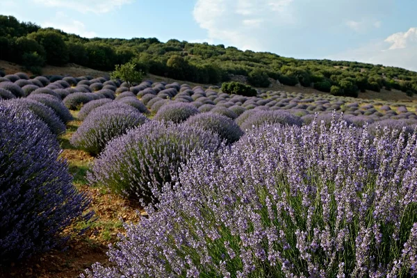 Kluster Lila Blommor Lavendelgård Vackert Landskap Aromatiska Växter Gård Kopiera — Stockfoto