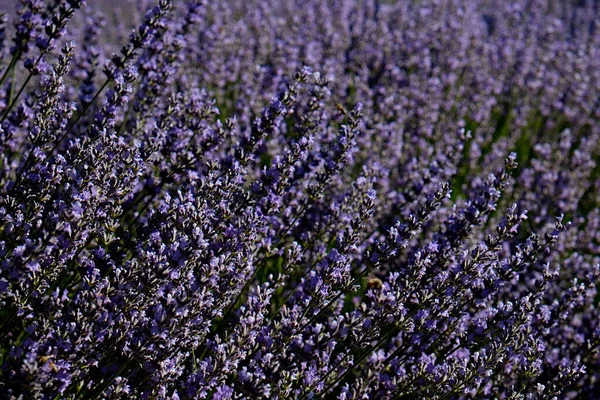 라벤더 농장에 자줏빛 꽃들이 아름다운 향기나는 원문을 파노라마 — 스톡 사진