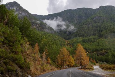 Yeni asfaltlanmış boş dağ dönüşümlü yol. Sonbahar arkaplanı, yağmurdan sonra ıslak ağaçların üzerinde sarı yapraklar. Kapat, metin için boşluk kopyala.
