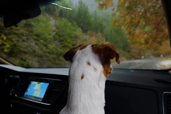 Cute Young Jack Russel Terrier Pup Folded Ears Car Looking — Stock Photo, Image