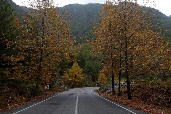 Yeni asfaltlanmış boş dağ dönüşümlü yol. Sonbahar arkaplanı, yağmurdan sonra ıslak ağaçların üzerinde sarı yapraklar. Kapat, metin için boşluk kopyala.