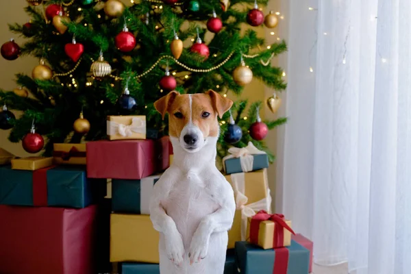 테리어는 크리스마스 뒷다리 장식된 휴가용 소나무 스러운 강아지가 축제용 보케등 — 스톡 사진