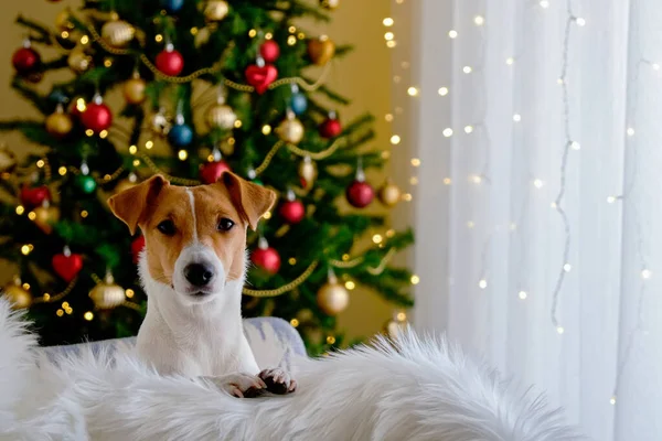 테리어는 크리스마스 컨셉트를 기다리고 있습니다 장식된 휴가용 소나무 스러운 강아지가 — 스톡 사진