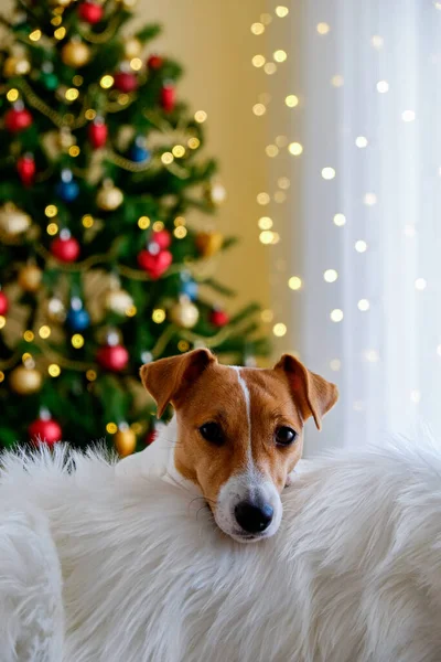 Jack Russell Terrier Waiting Christmas Present Concept Adorable Doggy Decorated — Stock Photo, Image