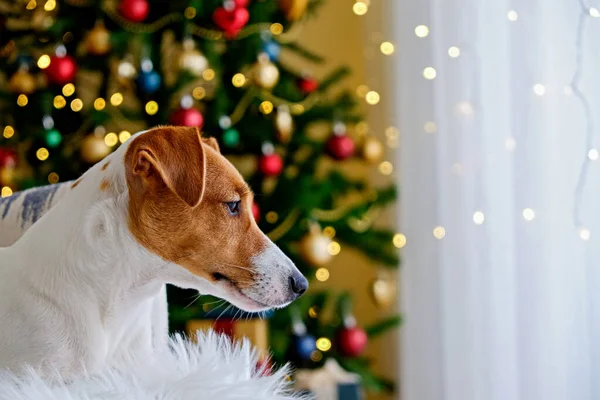 Jack Russell Terrier Așteaptă Conceptul Crăciun Prezent Câine Adorabil Pinul — Fotografie, imagine de stoc