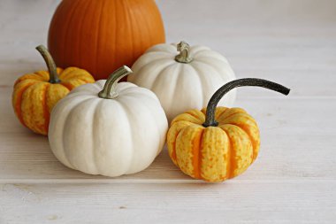 Bir grup klasik turuncu, holigan ve parlak arka planda bebek balkabakları. Sonbahar tatillerinin sembolü olarak, metin için bir sürü kopya alanı var. Kapat..