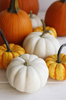 Bir grup klasik turuncu, holigan ve parlak arka planda bebek balkabakları. Sonbahar tatillerinin sembolü olarak, metin için bir sürü kopya alanı var. Kapat..