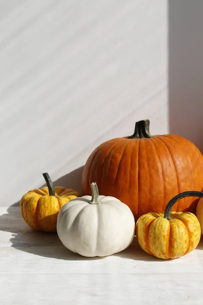 Bunch Classic Orange Hooligan Baby Boo Pumpkins Bright Background Symbol — Stock Photo, Image