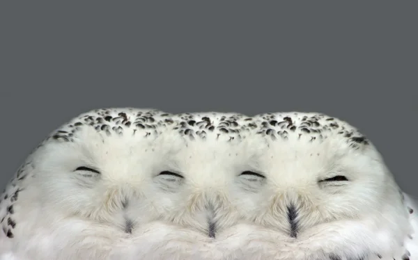 Snow Owl Illusion — Stock Photo, Image