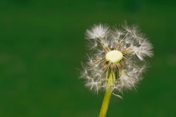 Maskros förökning frön — Stockfoto