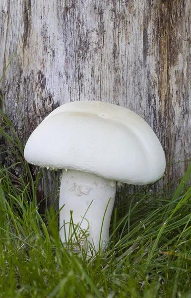 Horse Field Mushroom — Stock Photo, Image