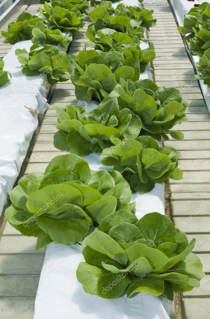 Lettuce Hydroponics Cultivation Stock Photo by ©Suljo 111722782