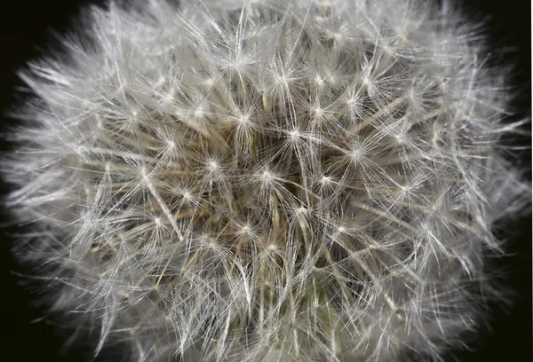 Blow bollen makro — Stockfoto