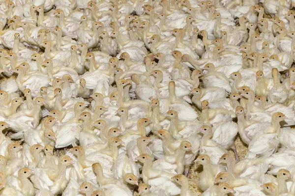 White Turkey Chick Crowd — Stock Photo, Image