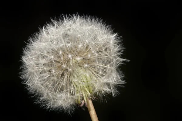 Diente de león Blowball recorte — Foto de Stock