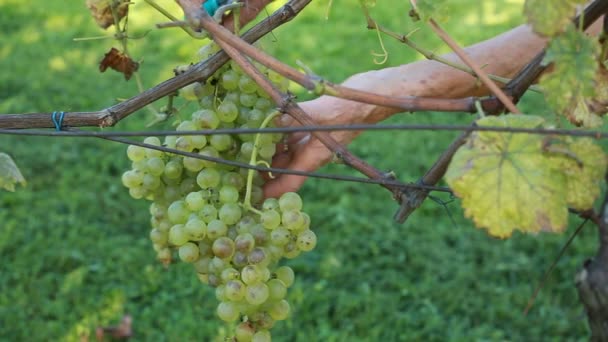 Grape picking — Stock Video