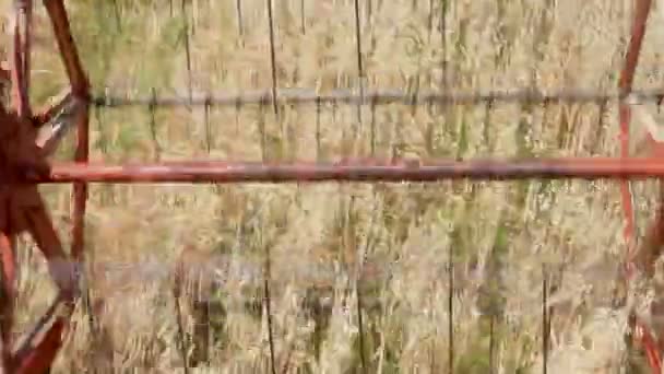 燕麦收割 — 图库视频影像