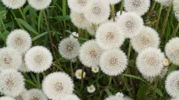 Dandelions background — Stock Video