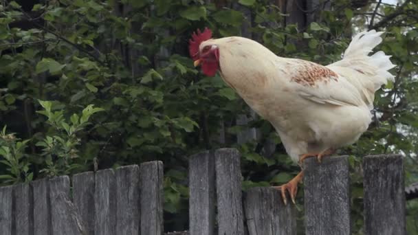 Gallo blanco — Vídeos de Stock