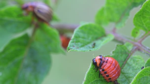 Larve du doryphore de la pomme de terre — Video