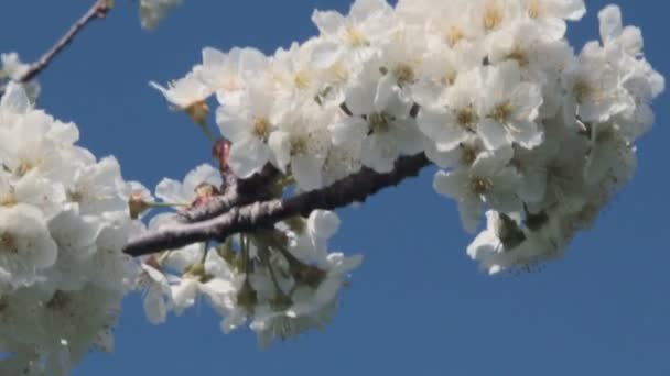 風に揺れる桜の小枝 — ストック動画