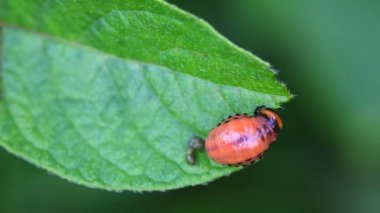 Colorado Patates böceği