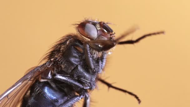 Ampliação da mosca doméstica — Vídeo de Stock