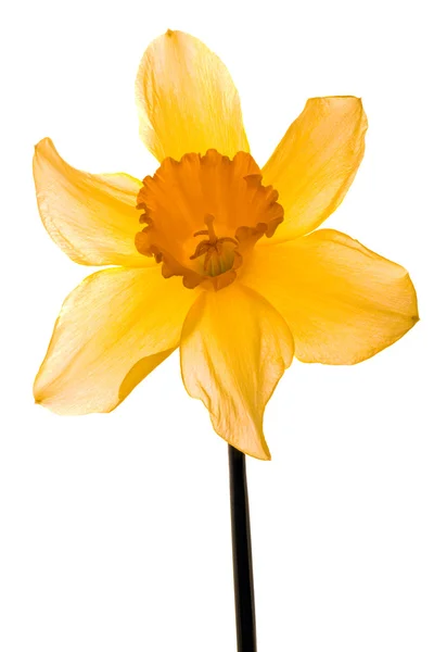 Narcissus Pseudonarcissus výřez — Stock fotografie