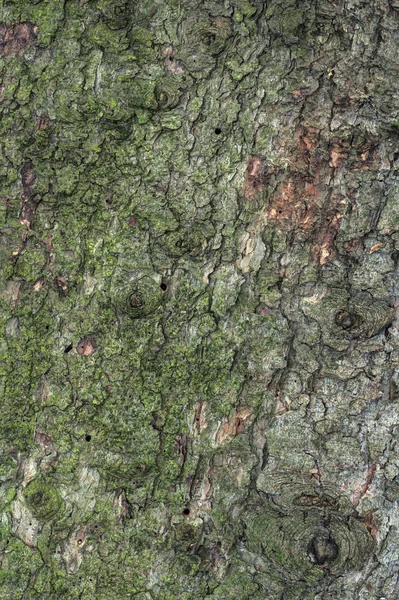 Textura de pino — Foto de Stock