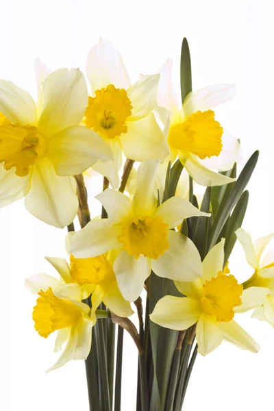 Narcis kytice — Stock fotografie