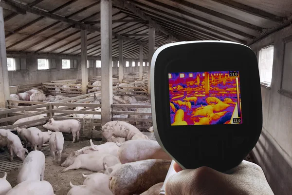 Thermografie van varken Farm — Stockfoto