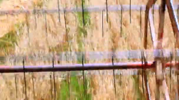 Oats Harvesting — Stock Video