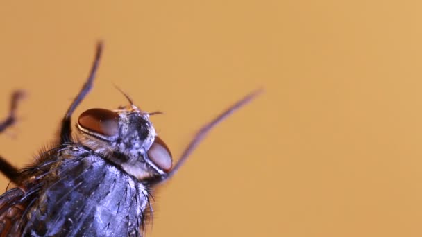 Housefly magnification — Stock Video