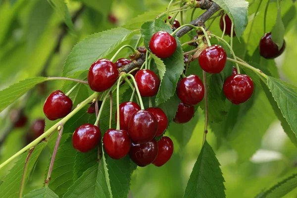 Cherry Branch — Stock Photo, Image