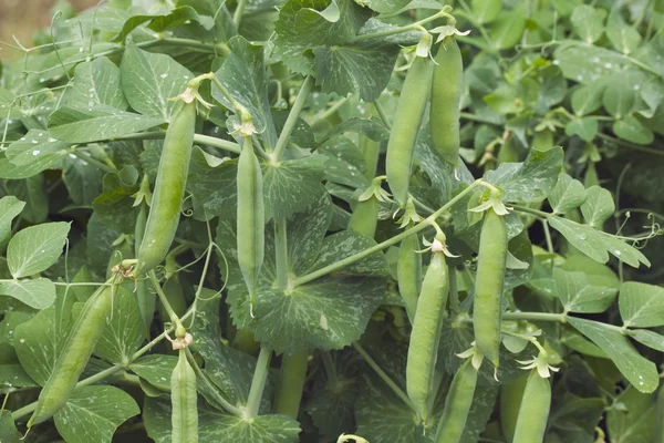 Green Peas — Stock Photo, Image