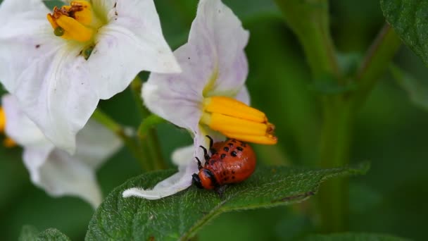 Larva del escarabajo de la patata de Colorado — Vídeos de Stock