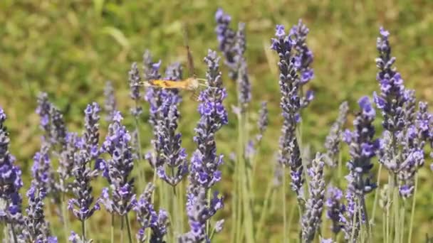 Lavender Bush — Stok video