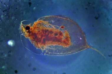 Daphnia Cladocera büyütme