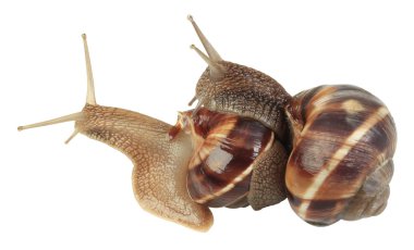 Snails Mating clipart
