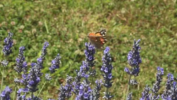 Arbusto de lavanda — Vídeo de Stock