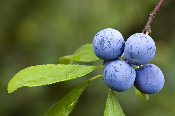 Prunus Spinosa — Stock Photo, Image