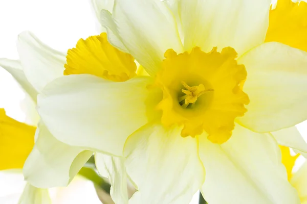Flor de narciso primer plano — Foto de Stock