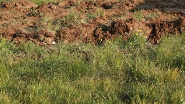 Plowing Soil with Tractor — Stock Video