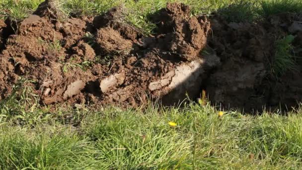 Trekker ploegen in het veld — Stockvideo