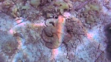 Akdeniz ahtapot kamuflaj