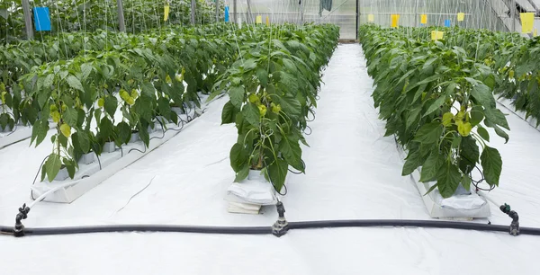 Pepper Plant Greenhouse — Stock Photo, Image