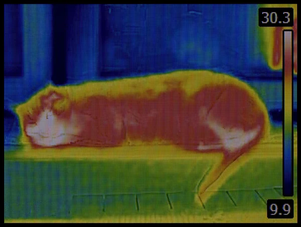 Cat Infrared Image — Stock Photo, Image